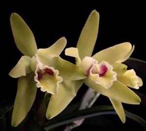 Cattleya luteola