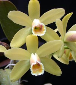 Cattleya luteola