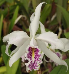 Cattleya maxima