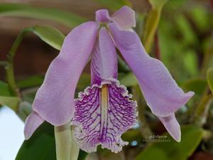 Cattleya maxima