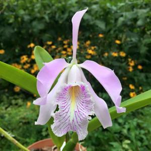 Cattleya maxima