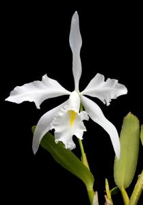 Cattleya maxima