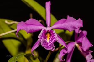 Cattleya maxima