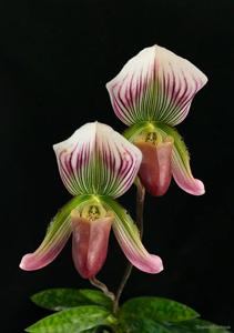 Paphiopedilum callosum var. sublaeve
