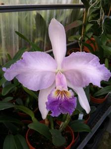 Cattleya lueddemanniana