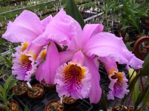 Cattleya mossiae