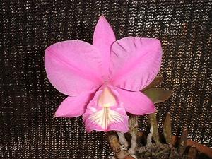 Cattleya nobilior