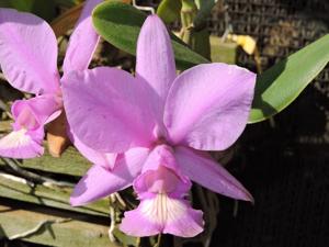 Cattleya nobilior