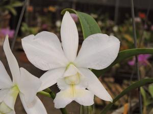 Cattleya nobilior