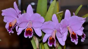 Cattleya percivaliana