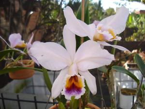 Cattleya percivaliana