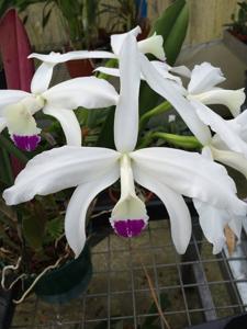 Cattleya perrinii