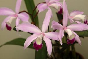 Cattleya perrinii