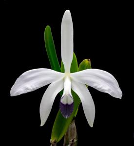 Cattleya perrinii