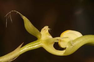 Bulbophyllum appendiculatum