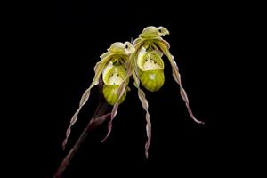 Phragmipedium pearcei