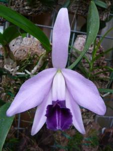 Cattleya pumila