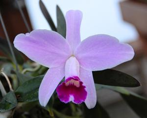 Cattleya pumila