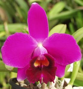 Cattleya pumila