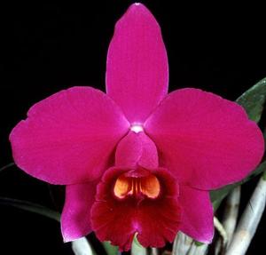 Cattleya pumila