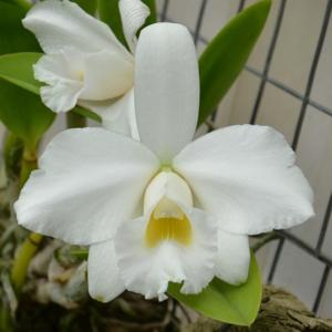 Cattleya pumila