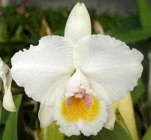 Cattleya quadricolor