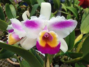 Cattleya quadricolor