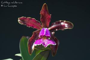 Cattleya schilleriana