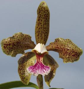 Cattleya schofieldiana