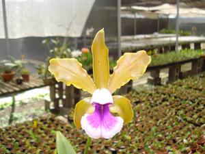Cattleya tenuis