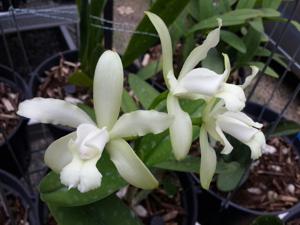 Cattleya tigrina