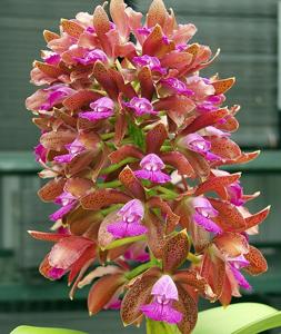 Cattleya tigrina