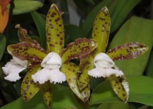 Cattleya tigrina