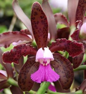 Cattleya tigrina