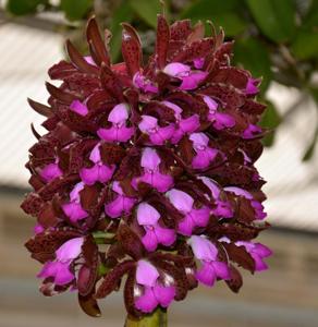 Cattleya tigrina