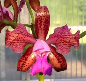 Cattleya tigrina