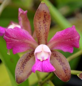 Cattleya tigrina