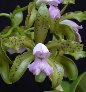 Cattleya tigrina