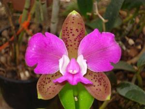 Cattleya tigrina