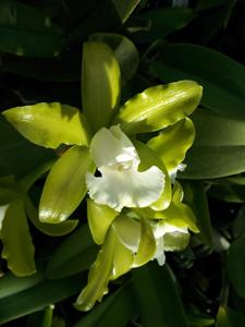 Cattleya tigrina