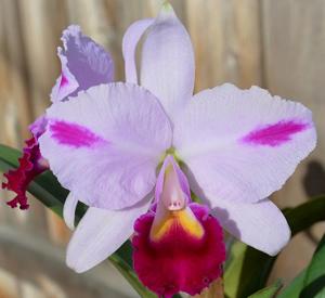 Cattleya trianae