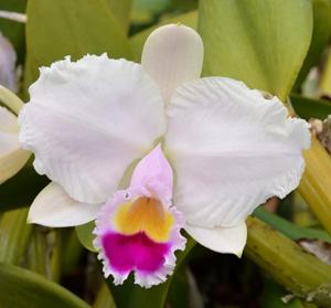 Cattleya trianae