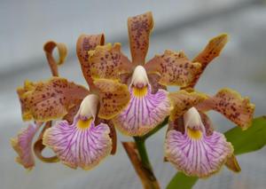 Cattleya velutina