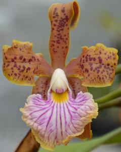 Cattleya velutina