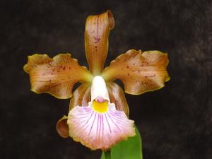 Cattleya velutina