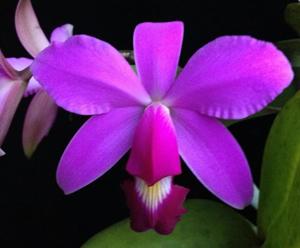 Cattleya violacea