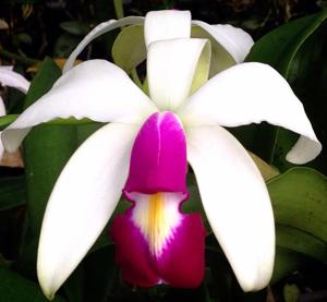 Cattleya violacea