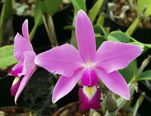 Cattleya violacea