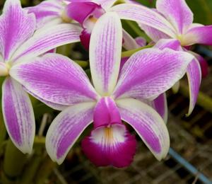 Cattleya violacea