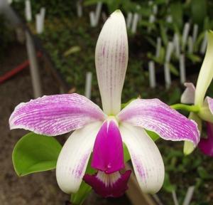 Cattleya violacea